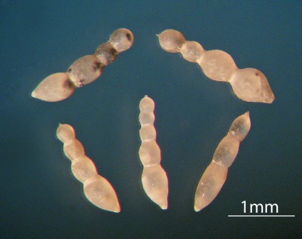 Foraminifere Lentculine im Mergel, Fundort Altenberge