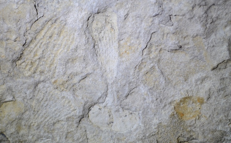 Fossiler Schwamm, z. T. in Steinkernerhaltung, Fundort Altenberge