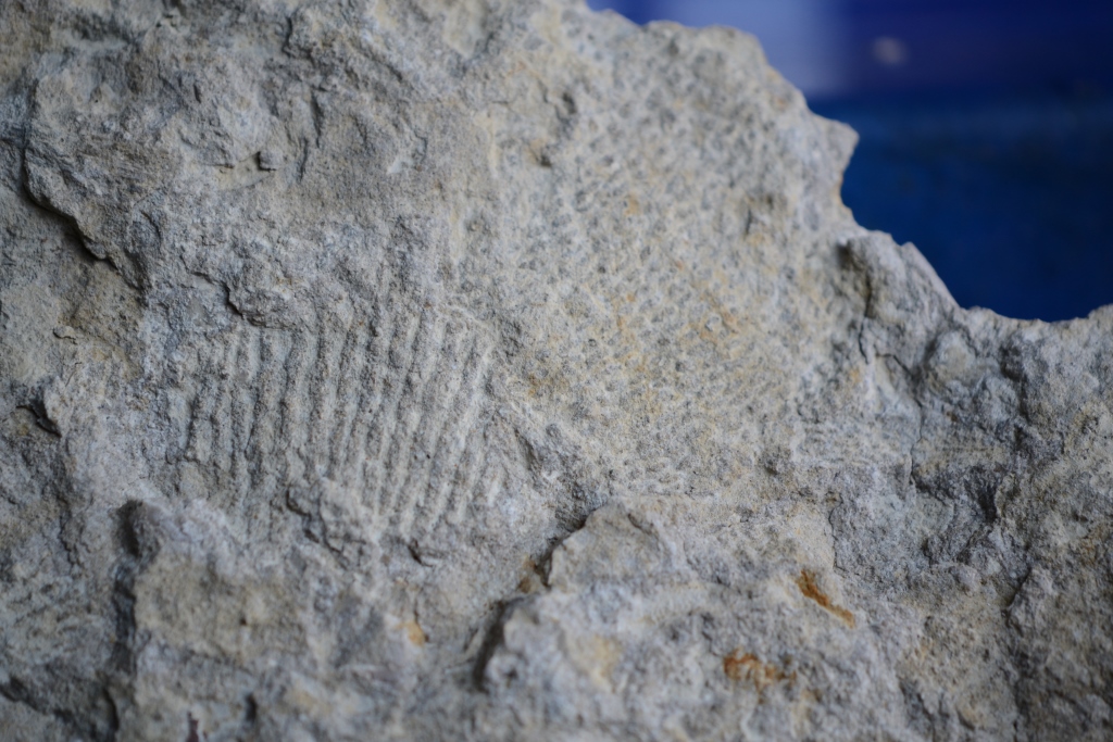 Fossiler Schwamm, zusamengedrückt, Fundort Altenberge