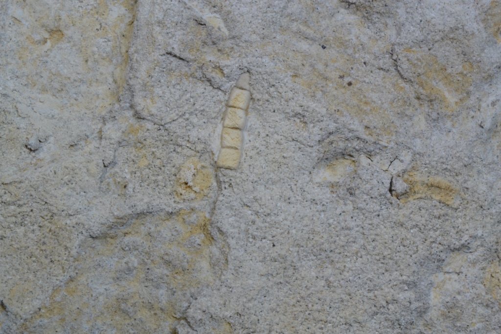 Fossiler Seestern, Fundort Altenberge