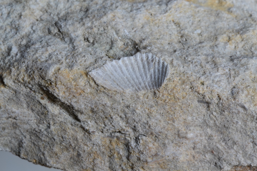 Fossile Muschel, Schalenerhaltung, Fundort Altenberge