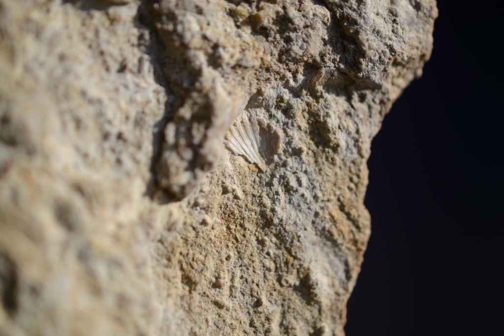 Fossile Muschel, Schalenerhaltung, Fundort Altenberge
