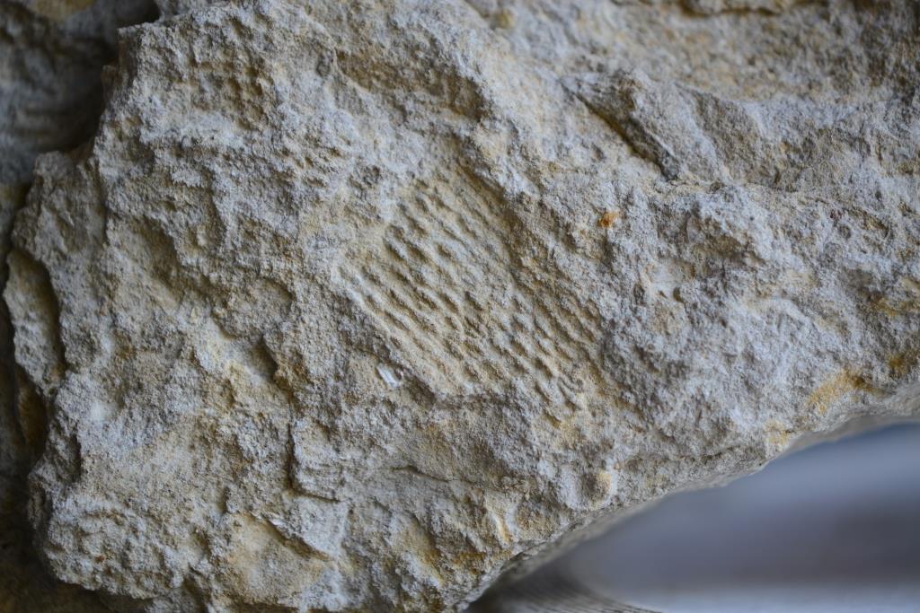Fossiler Schwamm, zusamengedrückt, Fundort Altenberge