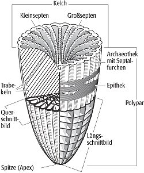 Aufbau einer Steinkoralle nach Spektrum der Wissenschaft (2018), https://www.spektrum.de/lexikon/geowissenschaften/korallen/8783