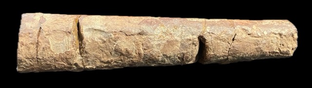 Cephalopoden des Ordoviziums